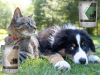 Přípravky Verm-X aneb odčervení psů a koček a co je dobré vědět