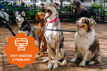 Všichni ven! Je mezinárodní den venčení psů Všichni ven! Je mezinárodní den venčení psů
